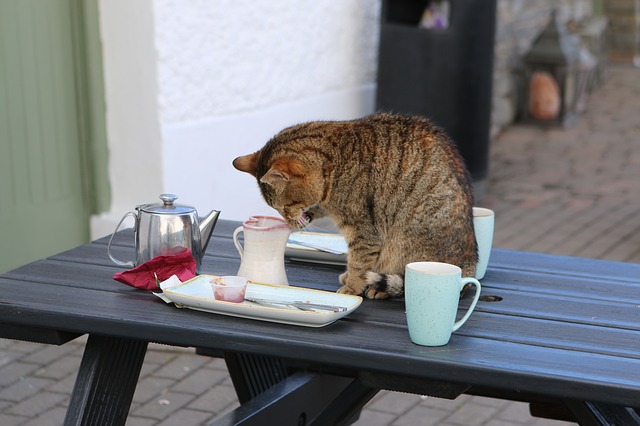 kočka na stole